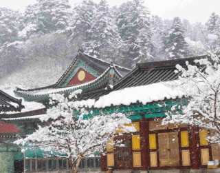 Tour Korea 2024 6D Super Sale Winter & Blossom Korea Feb - Mar 2024 By Ga (wh51)
