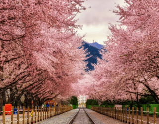 (WH27) 4N6D KOREA BUSAN JEONJU WITH JINHAE CHERRY BLOSSOM Dep : 26 – 31 MAR'19 by GA