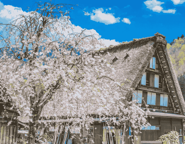 8D5N JAPAN SAKURA SHIRAKAWAGO  BY : Singapore Airline  Periode : 31 MAR 2023 (WH01) 1