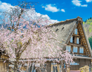 8D5N JAPAN SAKURA SHIRAKAWAGO  BY : Singapore Airline  Periode : 31 MAR 2023 (WH01)