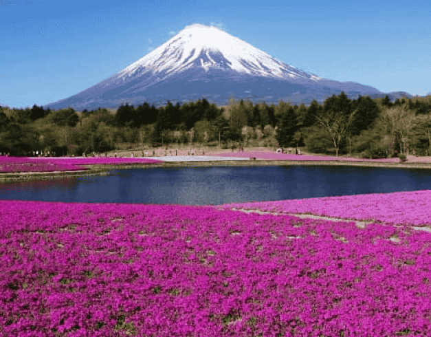 (tp) 6 Hari 4 Malam Hokkaido + Mt. Usu Ropeway Highlight : Sapporo, Lake Toya, Otaru, Noboribetsu, Furano, Biei, Mt. Usu Ropeway Periode 01 - 06 Mei'2023 By China Airlines Or Eva Air 1