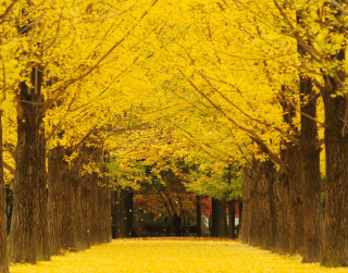 Paket Tour Korea 5D Winter Korea Sonata  + Ski Resort By Garuda Indonesia 2026