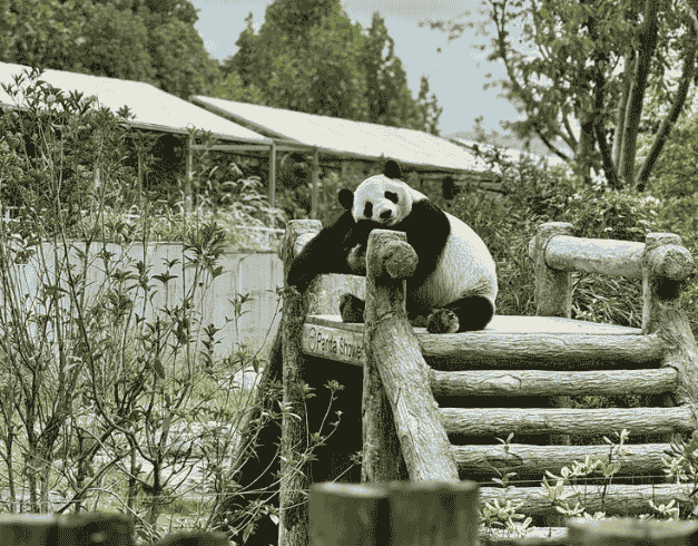 Tour China 8D 2026 School Holiday Discovery Chengdu 1