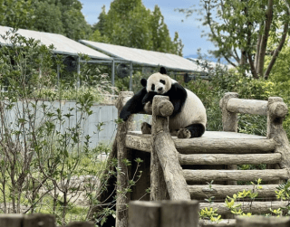 Tour China 8D 2026 School Holiday Discovery Chengdu