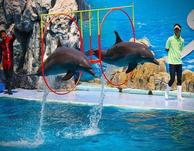 Tour Thailand 4D Bangkok Safari Marine Park 1