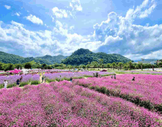 Tour Thailand 2024 4D3N Bangkok & Khaoyai  Periode Keberangkatan : Now – Oct 2024   Free Free Pb Valley, Primo Piazza, Suwan Corn Farm, Icon Siam, Wat Arun (wh60)