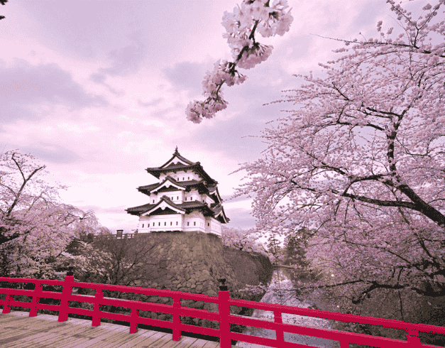 8d-japan-hokkaido-lavender-tomita-farm-by-ana-wh08