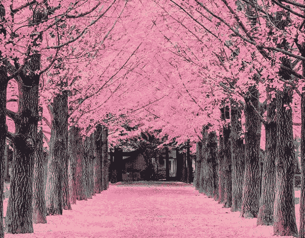 Tour Korea 6D 2026 Cherry Blossom + Nami Island 1