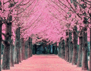 Tour Korea 6D 2026 Cherry Blossom + Nami Island