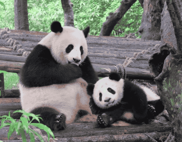 9D Chongqing Chengdu Dazu Rock & Panda Valey Tour 1