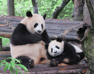 9D Chongqing Chengdu Dazu Rock & Panda Valey Tour