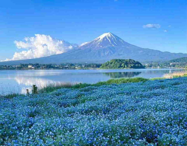6D4N Tokyo Fuji + Hakone By Xiamen Airlines 1