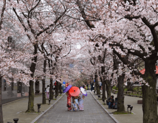 (TP) 7D5N GOLDEN ROUTE LEBARAN HIGHLIGHT : Tokyo, Sakura Hanami, Osaka Castle, Mt. Fuji, Kyoto, Nara, Disneyland Periode : 01 - 07 Mei 2023