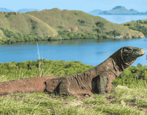 SUPER DEAL ALL IN 4d3n LABUAN BAJO RP. 6,600.000 perpax PERIODE OCT-DEC 2021 2