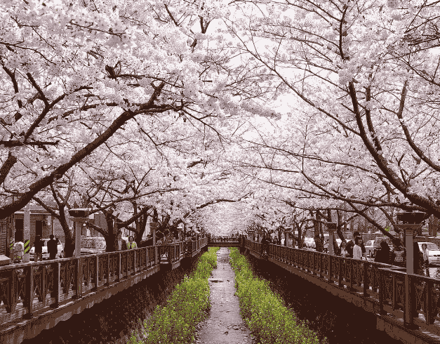 (wh27) 4N6D Korea Busan Jeonju With Jinhae Cherry Blossom Dep : 26 – 31 Mar'19 By Ga 1