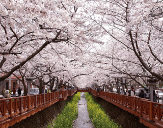 (wh27) 4N6D Korea Busan Jeonju With Jinhae Cherry Blossom Dep : 26 – 31 Mar'19 By Ga