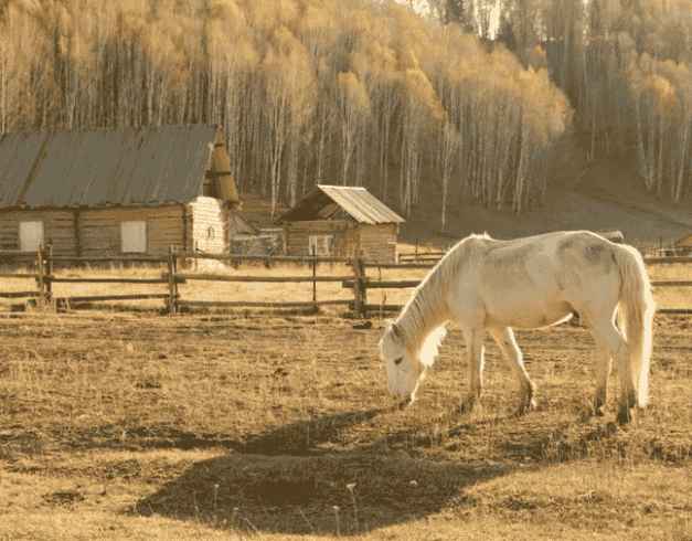 Tour China 2026 12D Northern Xinjiang Scenic Tour Kanas Hemu Village 1