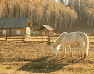 Tour China 2026 12D Northern Xinjiang Scenic Tour Kanas Hemu Village