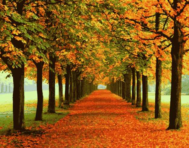 8D6N Wonderful New Year Korea + Everland (nami Island– Mt Sorak - Seoul) Dep : 22DEC & 29DEC (wh51) 1