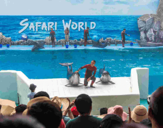 Tour Bangkok 2023 4D3N BANGKOK SAFARI + MARINE PARK   Periode Keberangkatan : Now – Oct 2024   Free SAFARI WORLD + MARINE PARK , ICON SIAM ,ASIATIQUE NIGHT MARKET,WAT ARUN (WH60)
