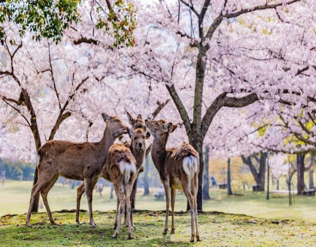 Best Deal Private 6 Can Go 4D Osaka Kyoto Nara Park 1