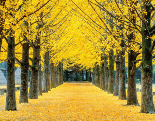 3N5D Sparkling Winter Korea + Petite France + Mt. Sorak (dep :  5  & 14 Dec) Wh27