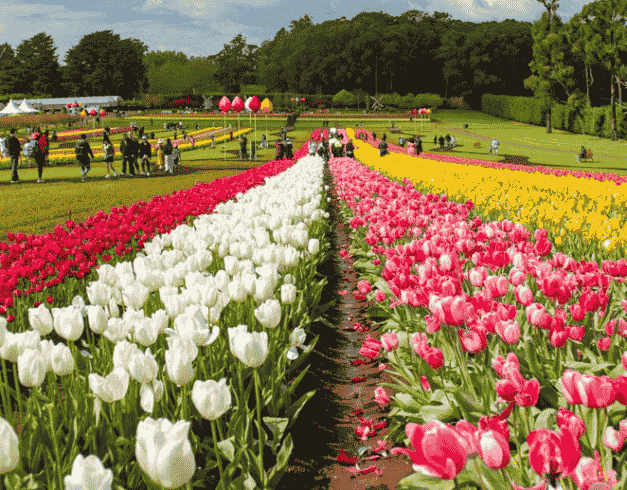 Tour China 2026 5D Best Saver Festival Tulip Chongqing 1