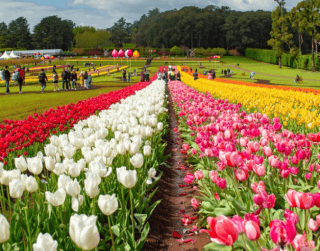 Tour China 2026 5D Best Saver Festival Tulip Chongqing