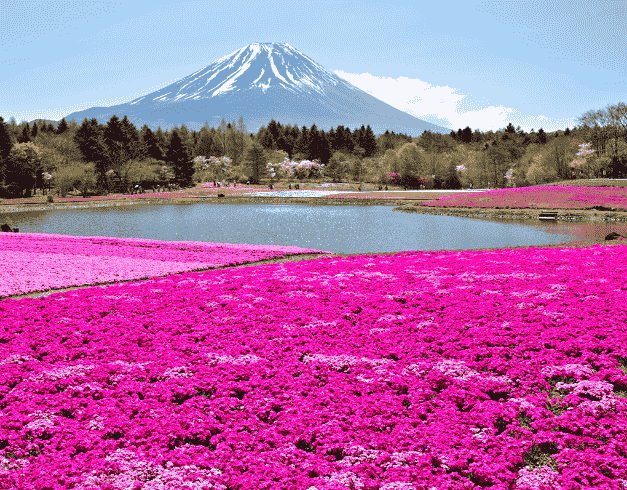 (wh46) 6D4N Wonderful Japan Alpine Dep : 14 Apr / 10 May 2019 By Ga 2