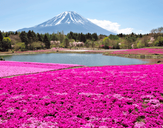 (wh46) 6D4N Wonderful Japan Alpine Dep : 14 Apr / 10 May 2019 By Ga