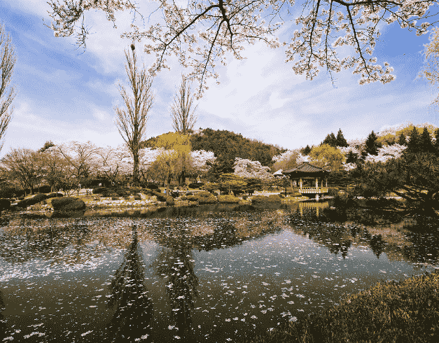 6D4N Korea Busan Jeonju With Jinhae Cherry Blossom Dep 26 - 31 Mar (wh27) 1