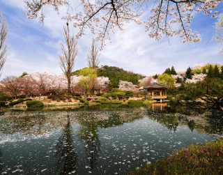 6D4N Korea Busan Jeonju With Jinhae Cherry Blossom Dep 26 - 31 Mar (wh27)