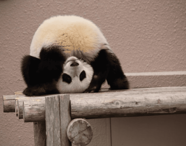 Tour China 2025 - 2026 8D Chengdu Dazu Rock & Panda Valley  1