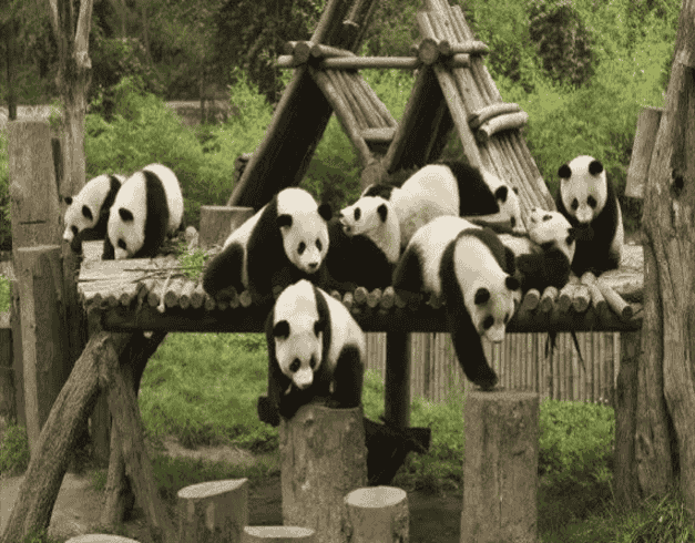 9D Jiuzhaigou Chengdu 1