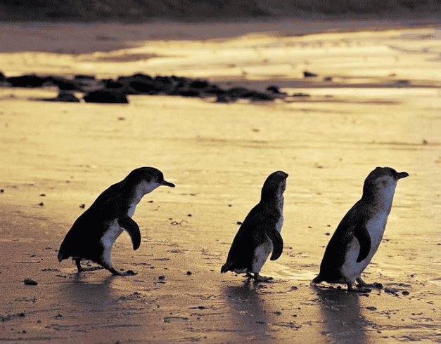 Paket Tour Australia 2026 7D Melbourne With Penguin Parade 1