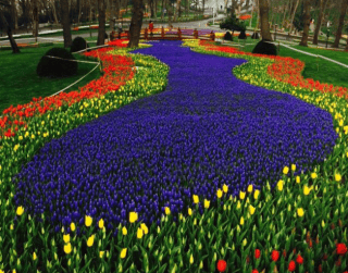 Tour Turkey 10D 2026 Istanbul + Tulip Emirgan Park