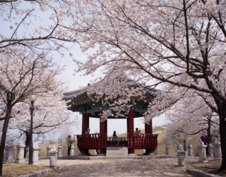 (wh01) 6D4N Mono Tour Korea Consortium (mar-may'20) By Mu