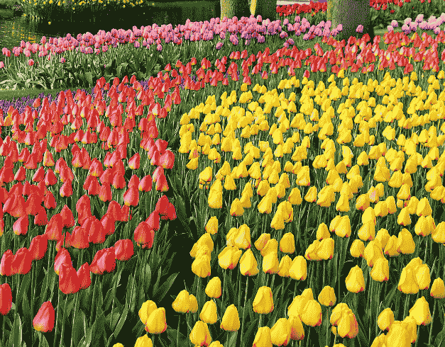 Tour West Europe 9D 2026 Amazing Lebaran + Kuekenhof Tulip 1