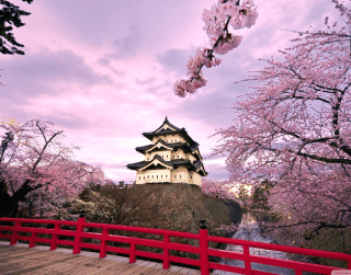 6D Korea Cherry Blossom + Nami Island  (nami Island – Seoul) Long Weekend Edition Dep 16 Mar (wh05)