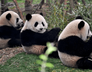 Tour China 2026 7D Best Saver Chongqing Chengdu