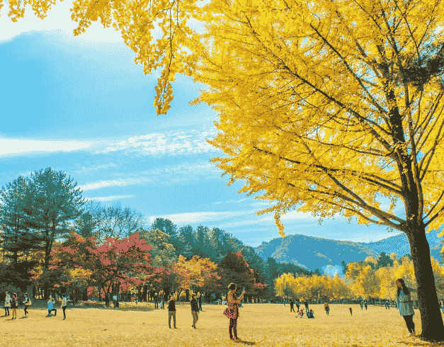 5D3N Korea Express + Nami Island By Sq Periode Jul - Sep'19 (wh47) 1