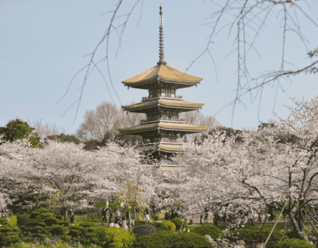 Tour Korea 2026 6D Super Promo Korea Cherry Blossom + Nami Island 1