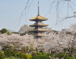Tour Korea 2026 6D Super Promo Korea Cherry Blossom + Nami Island