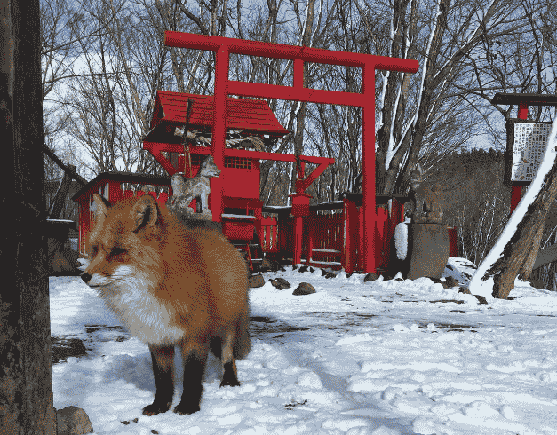 Tour Japan 9D 2025 New Year Tohoku + Zao Fox Village 1