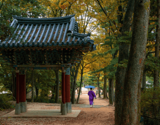 Enjoy Lebaran Blossom Korea 7D + Everland Theme Park  & Suwon Starfield Library By Malaysia Airlines *premium Airlines* Dep Mar & Apr '25 (wh 51 - T03)