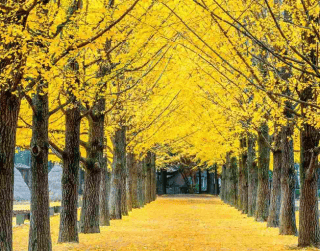 Tour Korea Super Crazy Sale Korea 5D By  (nami Island - Seoul) Dep 10 Mei'24 Batik Air Malaysia (wh51) T4