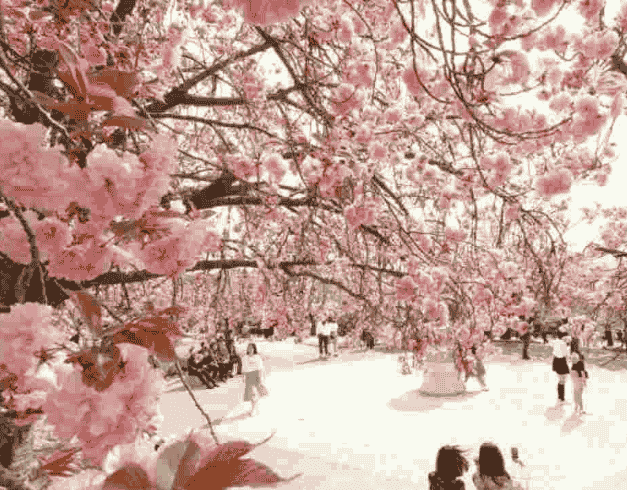 Tour Korea 2024 Memorable Blossom Lebaran Holiday 7 Hari Korea +everland By Garuda Indonesia Dep : 11 Apr 2024 (wh51) 1