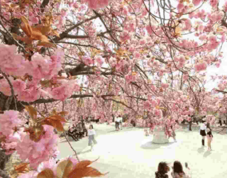 Tour Korea 2024 Memorable Blossom Lebaran Holiday 7 Hari Korea +everland By Garuda Indonesia Dep : 11 Apr 2024 (wh51)