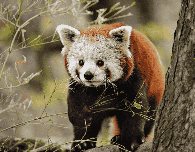 Paket Tour China 9D Chongqing Chengdu Mt.emei Jan - Aug 2025 By Citilink (wh55-t2) 1