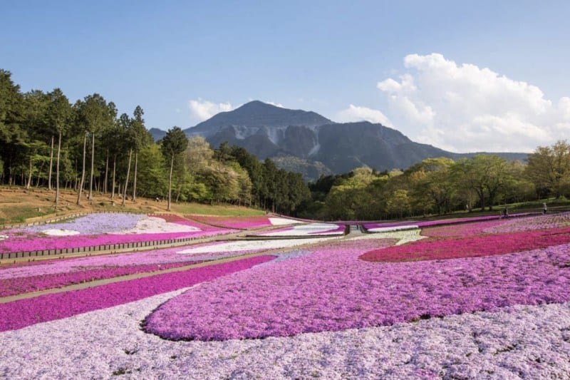 biaya-tour-ke-jepang-2023_large.jpg